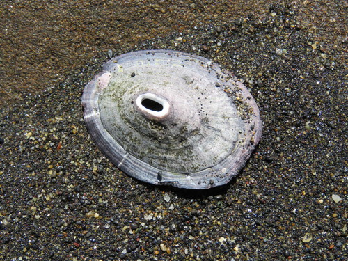 Fissurella nigra