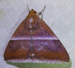 Parallelia calefaciens