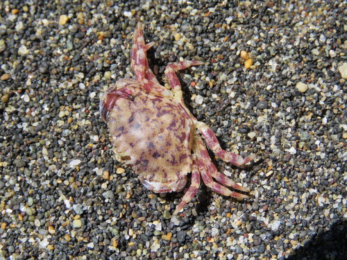 Metacarcinus edwardsii