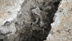 Pseudopaludicola pusilla