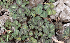 Neptunia oleracea