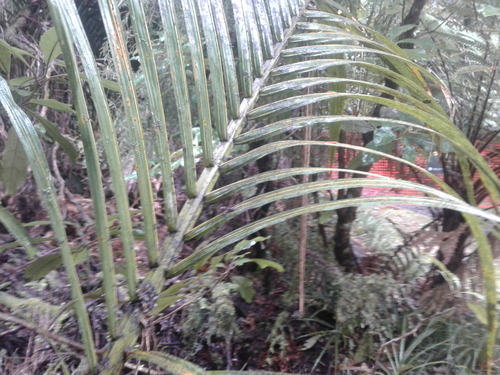 Rhopalostylis sapida