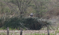 Buteogallus anthracinus