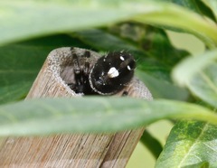 Phidippus audax