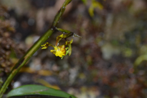 Cyrtochilum meirax, photograph 3