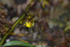 (c) EstebanMH, some rights reserved (CC BY) Cyrtochilum meirax, photograph (c) EstebanMH, some rights reserved (CC BY)