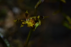 (c) EstebanMH, some rights reserved (CC BY) Cyrtochilum meirax, photograph (c) EstebanMH, some rights reserved (CC BY)