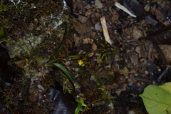 (c) EstebanMH, some rights reserved (CC BY) Cyrtochilum meirax, photograph (c) EstebanMH, some rights reserved (CC BY)