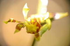 Cyrtochilum meirax, photograph (c) EstebanMH, some rights reserved (CC BY)