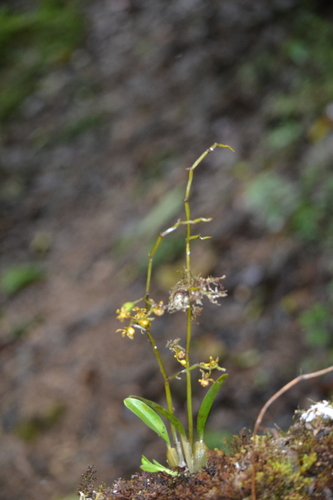 Cyrtochilum meirax, photograph 1
