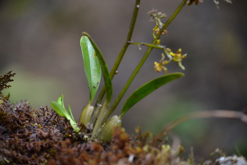 Cyrtochilum meirax, photograph 2