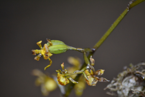 Enchanted Dancing Lady (Cyrtochilum meirax)