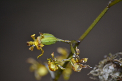 Cyrtochilum meirax