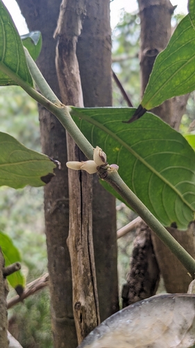 Lasianthus chinensis, photograph 3