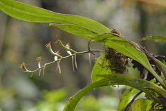 Brassia ocanensis