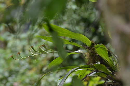 Brassia ocanensis, photograph 1