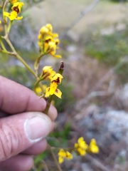 Cyrtochilum densiflorum