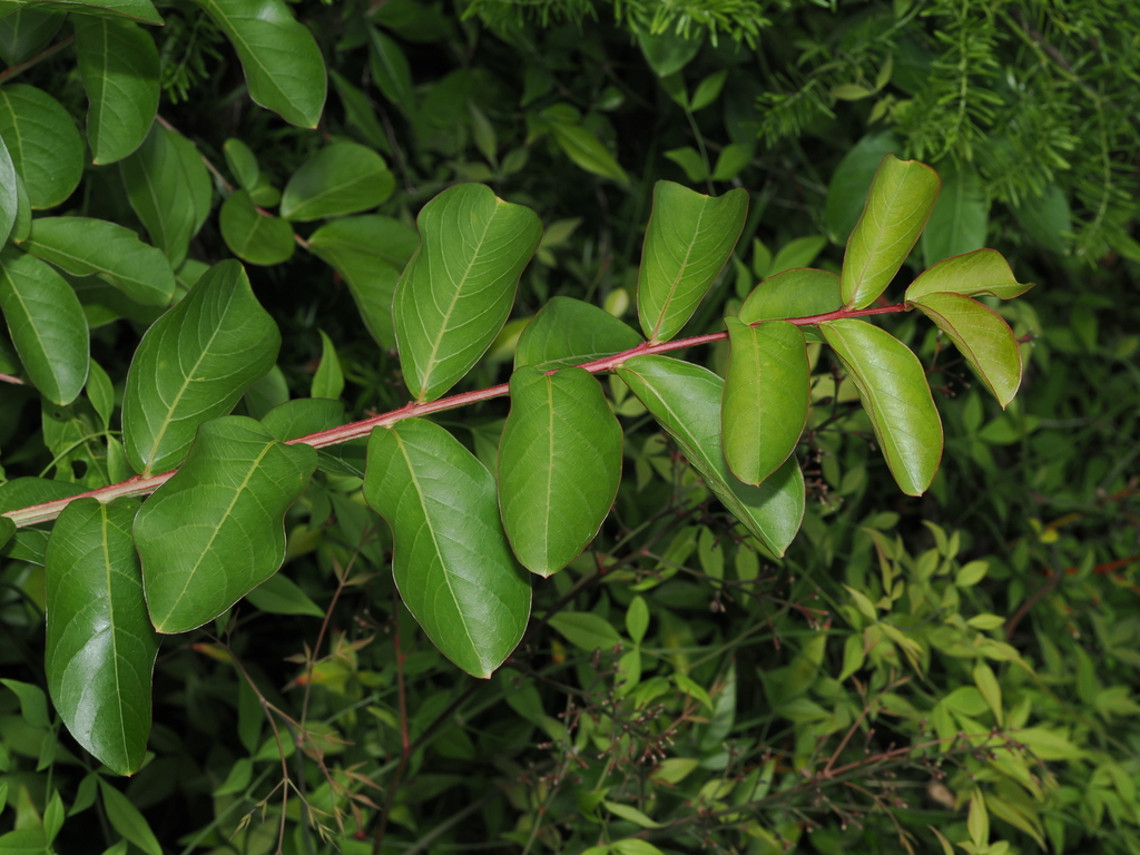 Lagerstroemia indica – Lagerstroemia indica