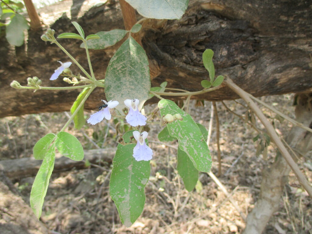 Vitex mollis; photograph (c) Alexis López Hernández, some rights reserved (CC BY)