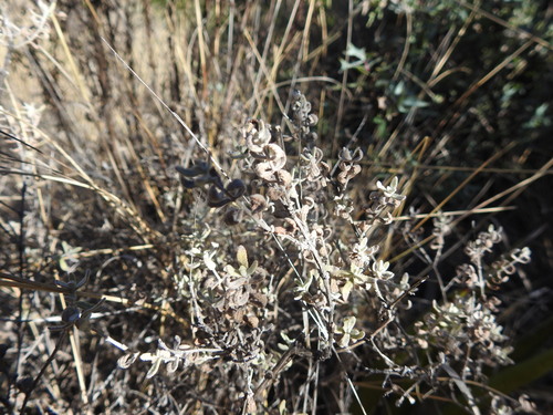 Escobilla Butterflybush (Buddleja scordioides)