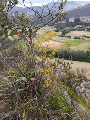 Cyrtochilum densiflorum
