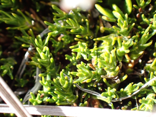Dracophyllum muscoides, photograph 5