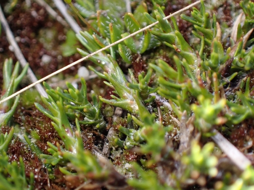 Dracophyllum muscoides, photograph 6