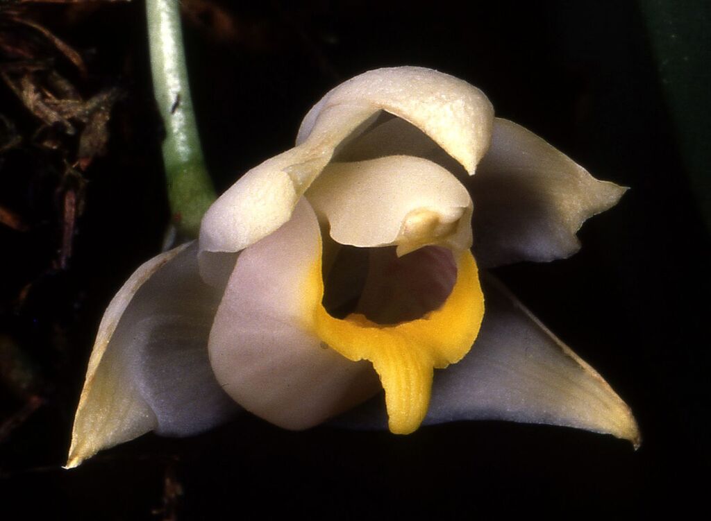 Benzingia palorae