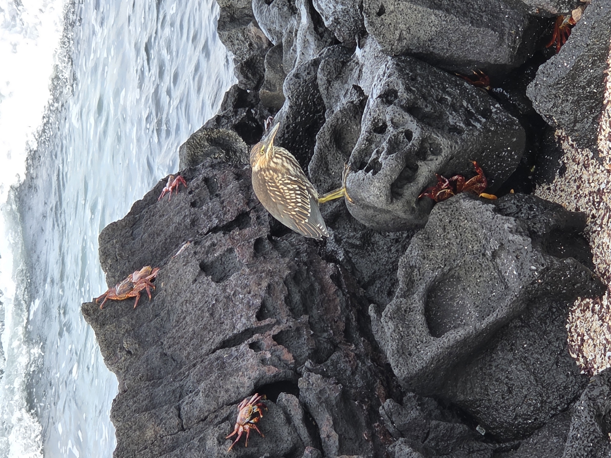 Lava Heron (Butorides sundevalli), photo 4