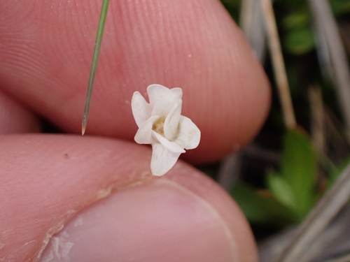 Epilobium alsinoides (Epilobium alsinoides)