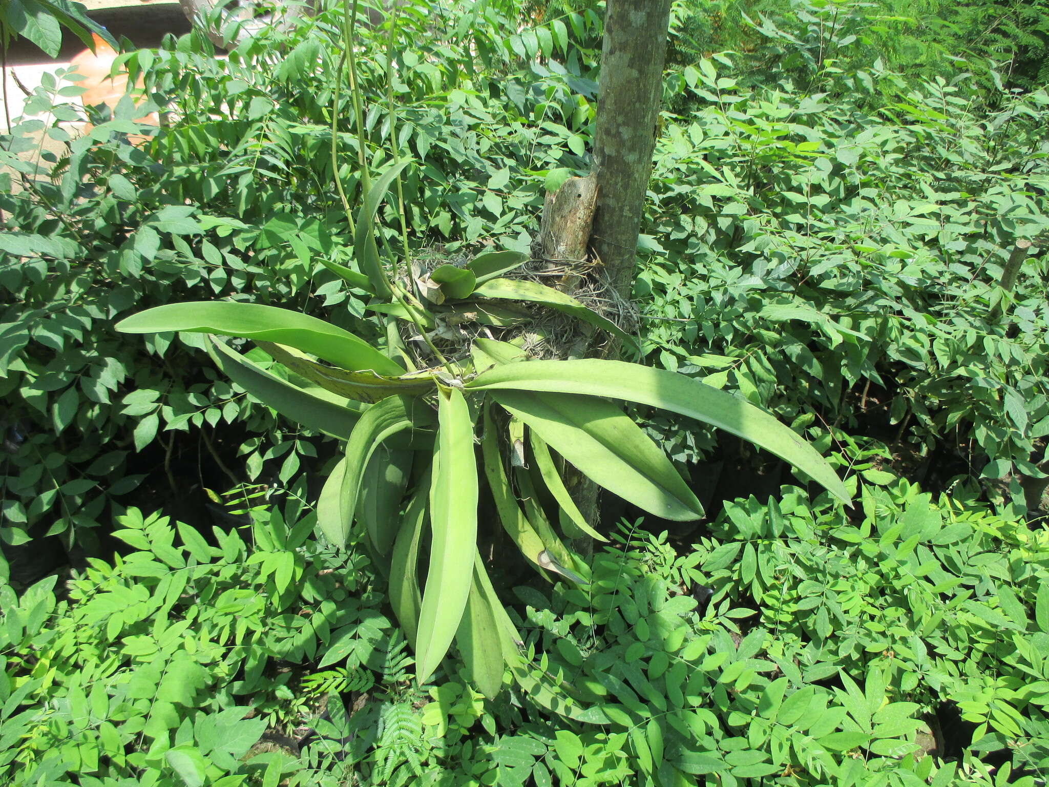 Trichocentrum andreanum