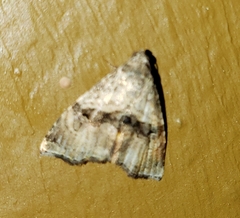 Cobubathinae