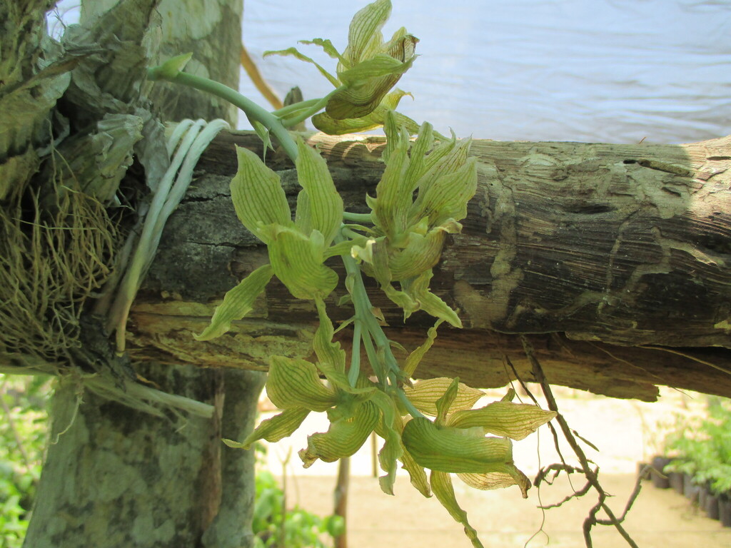 Clowesia dodsoniana Aguirre-Olav. 2