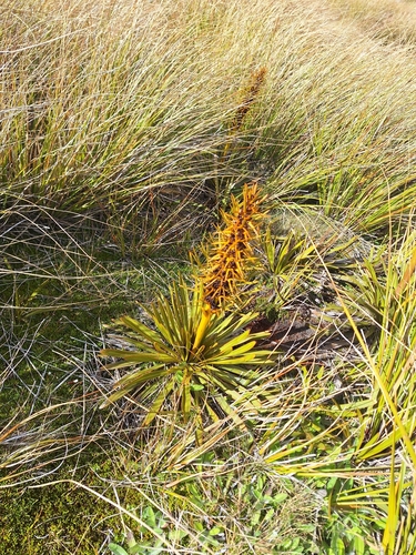 Aciphylla kirkii (Aciphylla kirkii)