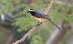 Saltator orenocensis