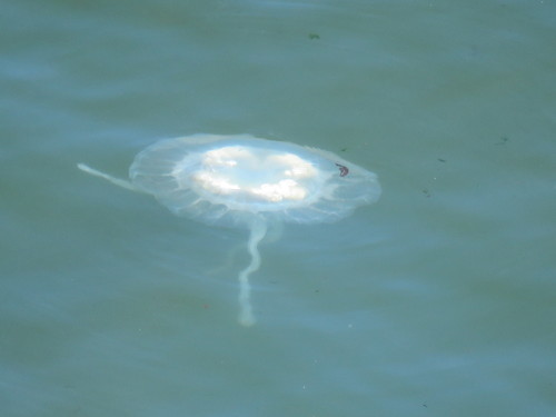 Chrysaora plocamia