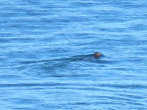 Lontra felina