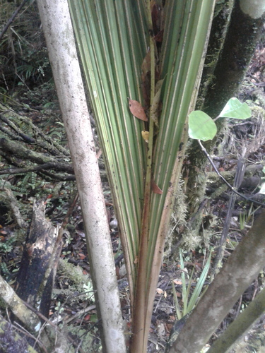 Rhopalostylis sapida
