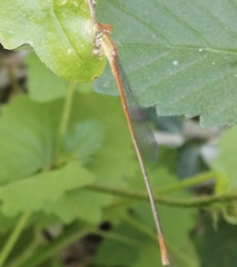 Leptobasis vacillans