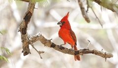 Cardinalis phoeniceus