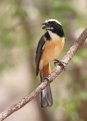Saltator orenocensis