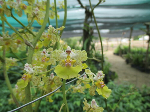 Trichocentrum andreanum, photograph 3