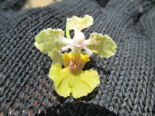 Trichocentrum andreanum, photograph 2