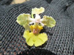 Trichocentrum andreanum, photograph (c) Alexis López Hernández, some rights reserved (CC BY)