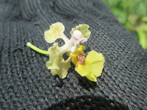 Trichocentrum andreanum, photograph 4