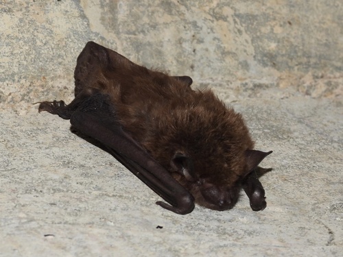 Big Brown Bat observed by ptcrawford