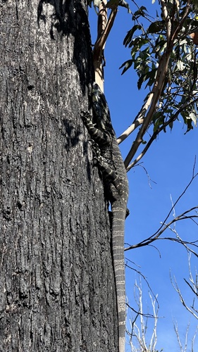 Lace Monitor