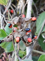 Rhynchosia precatoria