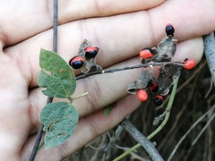 Rhynchosia precatoria