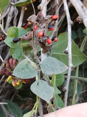 Rhynchosia precatoria